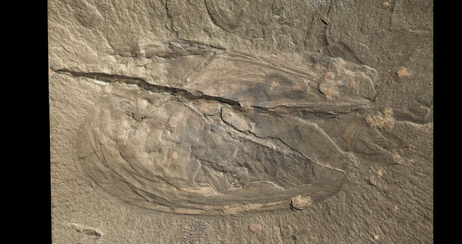 Branchiocaris. Tapıldığı yer: Burqes Şeyl fosil yatağı. Yaş: 505 milyon il